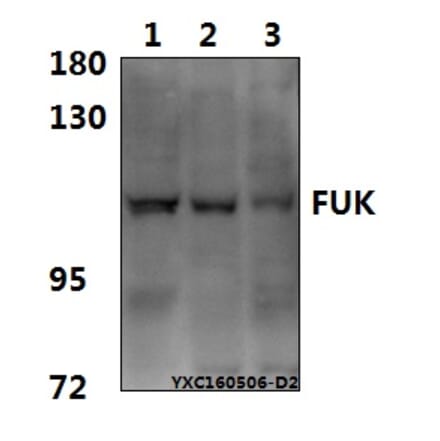 Anti-FUK Antibody from Bioworld Technology (BS61575) - Antibodies.com