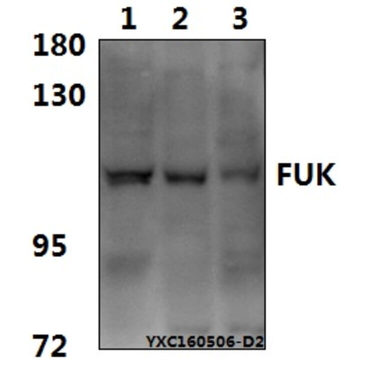 Anti-FUK Antibody from Bioworld Technology (BS61575) - Antibodies.com