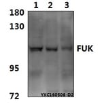 Anti-FUK Antibody from Bioworld Technology (BS61575) - Antibodies.com