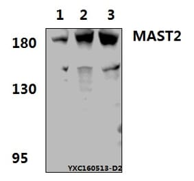 Anti-MAST2 Antibody from Bioworld Technology (BS61576) - Antibodies.com