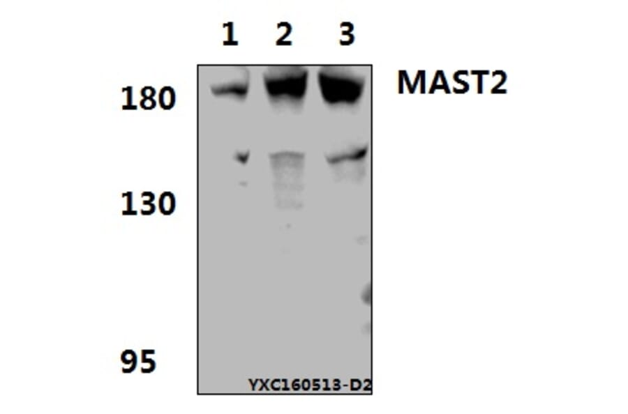 Anti-MAST2 Antibody from Bioworld Technology (BS61576) - Antibodies.com