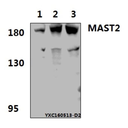 Anti-MAST2 Antibody from Bioworld Technology (BS61576) - Antibodies.com