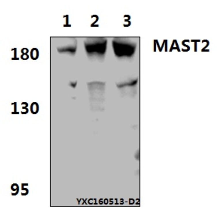 Anti-MAST2 Antibody from Bioworld Technology (BS61576) - Antibodies.com