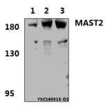 Anti-MAST2 Antibody from Bioworld Technology (BS61576) - Antibodies.com