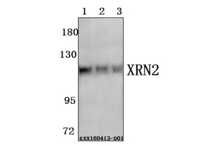 Anti-XRN2 Antibody from Bioworld Technology (BS61578) - Antibodies.com
