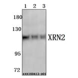 Anti-XRN2 Antibody from Bioworld Technology (BS61578) - Antibodies.com
