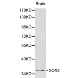 Anti-Sox2 Antibody from Bioworld Technology (BS6161) - Antibodies.com