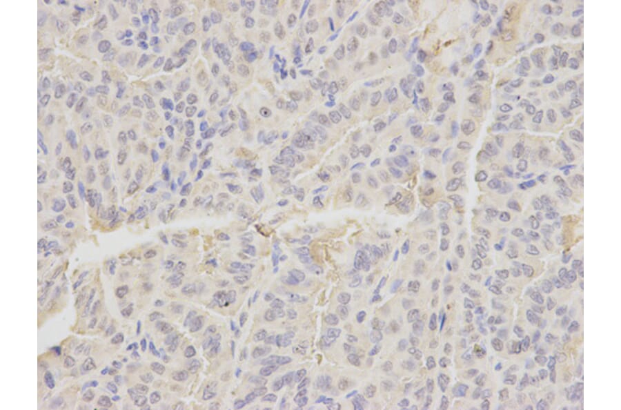 Anti-EMD Antibody from Bioworld Technology (BS6162) - Antibodies.com