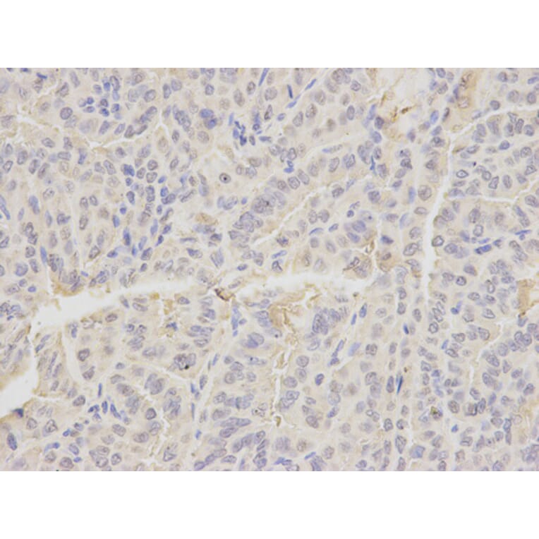 Anti-EMD Antibody from Bioworld Technology (BS6162) - Antibodies.com