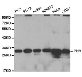Anti-PHB Antibody from Bioworld Technology (BS6163) - Antibodies.com