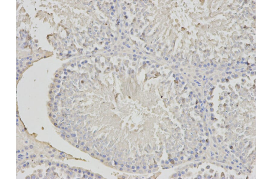 Anti-PHB Antibody from Bioworld Technology (BS6163) - Antibodies.com