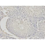 Anti-PHB Antibody from Bioworld Technology (BS6163) - Antibodies.com