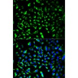 Anti-PHB Antibody from Bioworld Technology (BS6163) - Antibodies.com