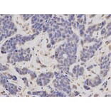 Anti-FBL Antibody from Bioworld Technology (BS6167) - Antibodies.com