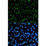 Anti-FBL Antibody from Bioworld Technology (BS6167) - Antibodies.com