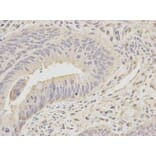 Anti-MCM7 Antibody from Bioworld Technology (BS6169) - Antibodies.com