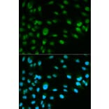 Anti-MCM7 Antibody from Bioworld Technology (BS6169) - Antibodies.com