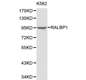 Anti-RALBP1 Antibody from Bioworld Technology (BS6171) - Antibodies.com