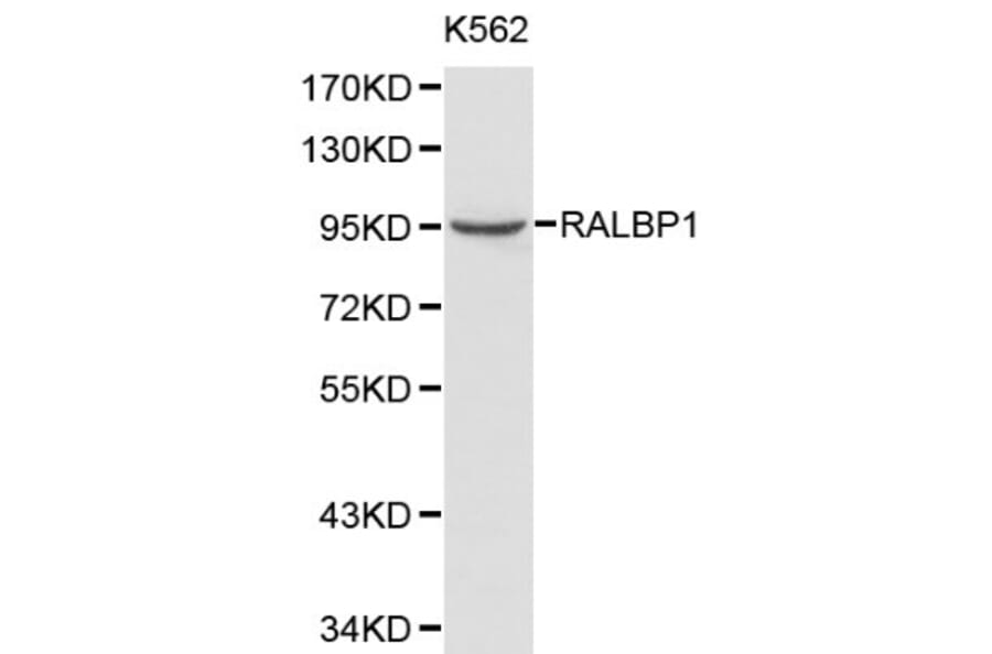 Anti-RALBP1 Antibody from Bioworld Technology (BS6171) - Antibodies.com