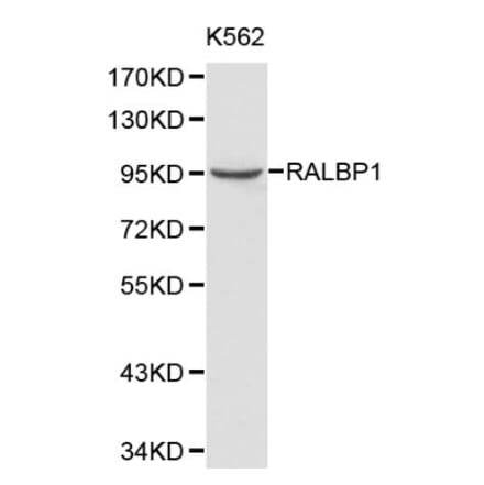 Anti-RALBP1 Antibody from Bioworld Technology (BS6171) - Antibodies.com