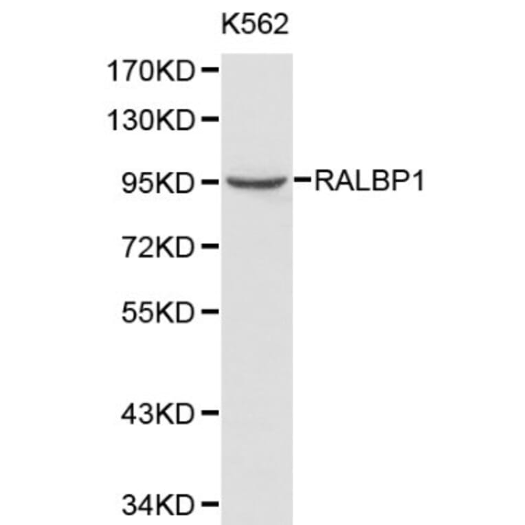 Anti-RALBP1 Antibody from Bioworld Technology (BS6171) - Antibodies.com