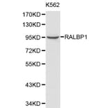 Anti-RALBP1 Antibody from Bioworld Technology (BS6171) - Antibodies.com