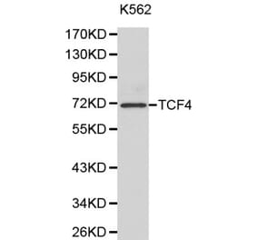 Anti-TCF4 Antibody from Bioworld Technology (BS6172) - Antibodies.com