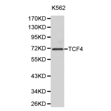 Anti-TCF4 Antibody from Bioworld Technology (BS6172) - Antibodies.com