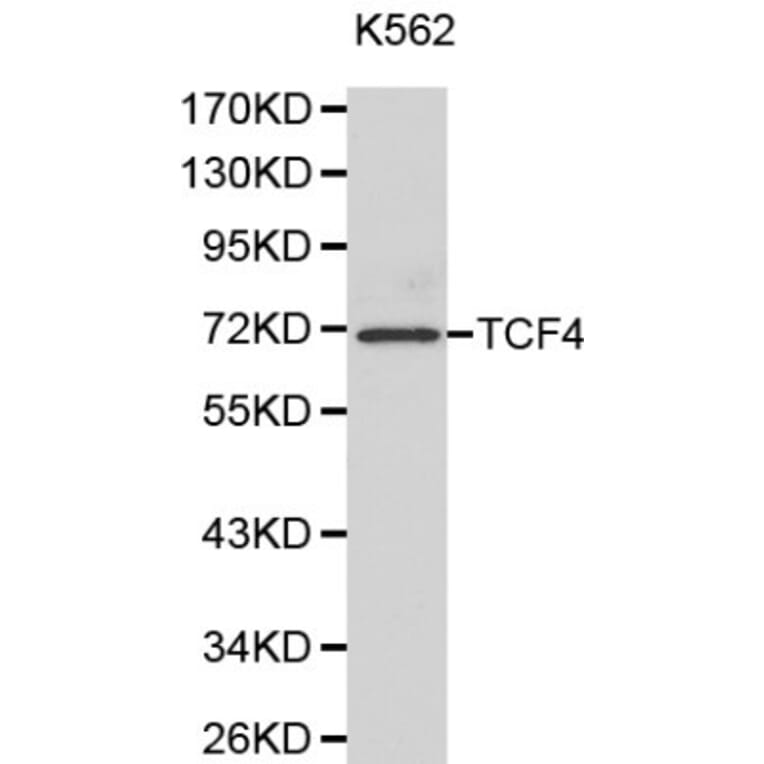 Anti-TCF4 Antibody from Bioworld Technology (BS6172) - Antibodies.com