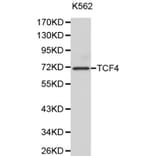 Anti-TCF4 Antibody from Bioworld Technology (BS6172) - Antibodies.com
