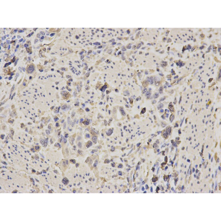 Anti-Aldolase A Antibody from Bioworld Technology (BS6173) - Antibodies.com