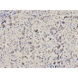 Anti-Aldolase A Antibody from Bioworld Technology (BS6173) - Antibodies.com