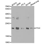 Anti-FTH1 Antibody from Bioworld Technology (BS6175) - Antibodies.com