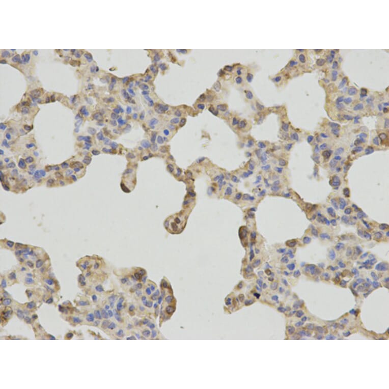 Anti-FTH1 Antibody from Bioworld Technology (BS6175) - Antibodies.com