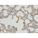 Anti-FTH1 Antibody from Bioworld Technology (BS6175) - Antibodies.com