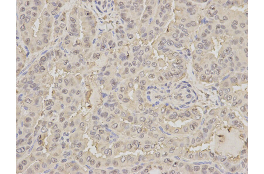 Anti-PEBP1 Antibody from Bioworld Technology (BS6176) - Antibodies.com
