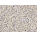 Anti-PEBP1 Antibody from Bioworld Technology (BS6176) - Antibodies.com