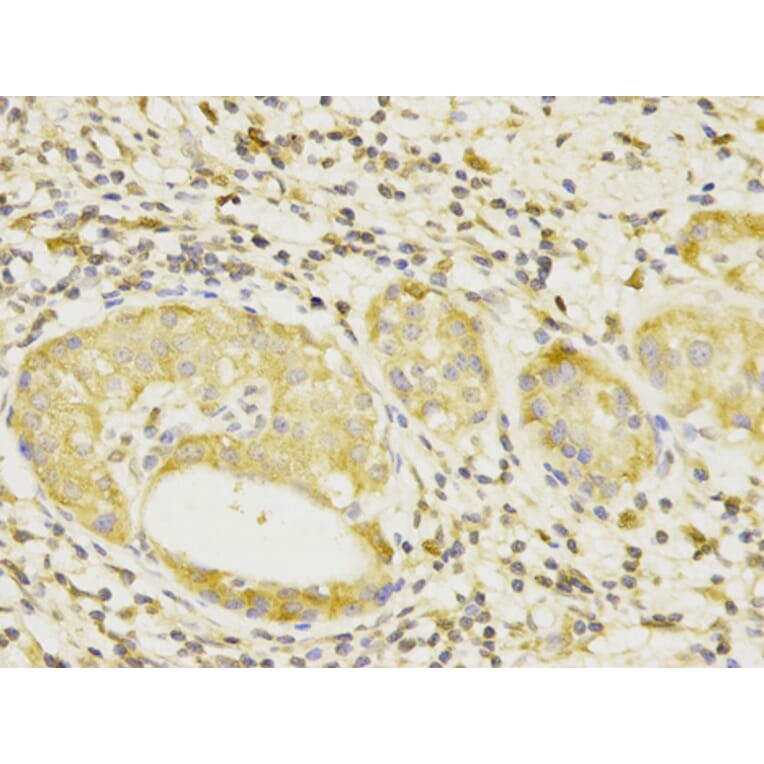 Anti-Bcl-10 Antibody from Bioworld Technology (BS6177) - Antibodies.com