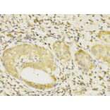 Anti-Bcl-10 Antibody from Bioworld Technology (BS6177) - Antibodies.com