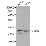 Anti-LDHA Antibody from Bioworld Technology (BS6179) - Antibodies.com