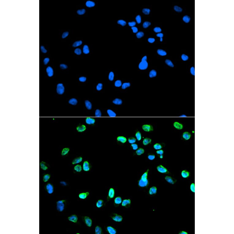 Anti-IRF-5 Antibody from Bioworld Technology (BS6182) - Antibodies.com