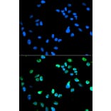 Anti-IRF-5 Antibody from Bioworld Technology (BS6182) - Antibodies.com