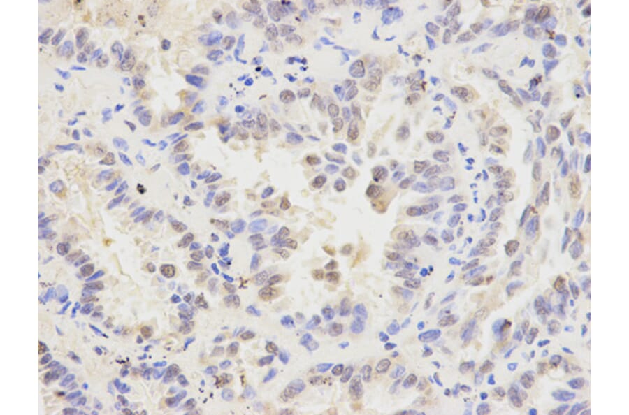 Anti-MAD1L1 Antibody from Bioworld Technology (BS6186) - Antibodies.com