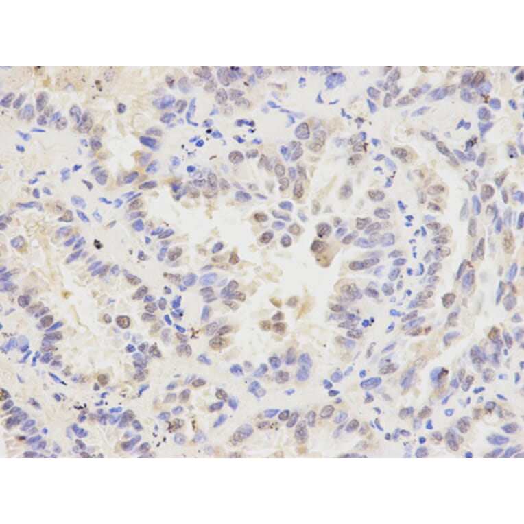 Anti-MAD1L1 Antibody from Bioworld Technology (BS6186) - Antibodies.com