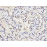 Anti-MAD1L1 Antibody from Bioworld Technology (BS6186) - Antibodies.com