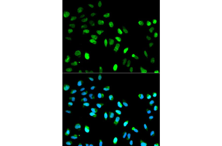 Anti-MAD1L1 Antibody from Bioworld Technology (BS6186) - Antibodies.com