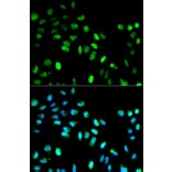 Anti-MAD1L1 Antibody from Bioworld Technology (BS6186) - Antibodies.com