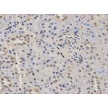 Anti-KDM1A Antibody from Bioworld Technology (BS6189) - Antibodies.com