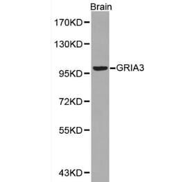 Anti-GRIA3 Antibody from Bioworld Technology (BS6193) - Antibodies.com