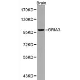 Anti-GRIA3 Antibody from Bioworld Technology (BS6193) - Antibodies.com